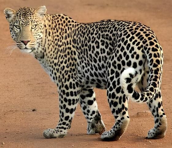 Leopard