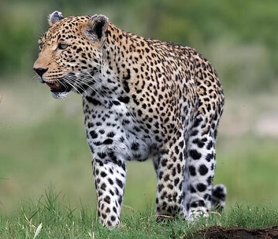 Leopardess
