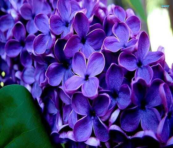 Lilac Flowers