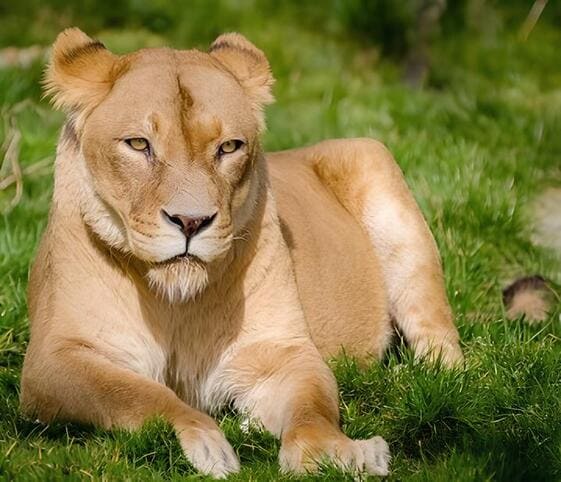 Lioness