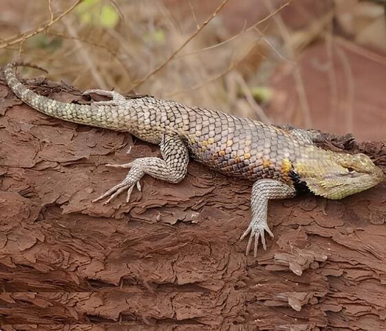 Lizard Lizard