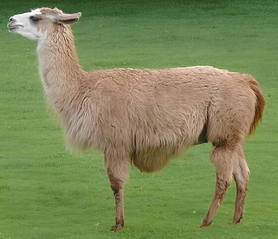 Llama