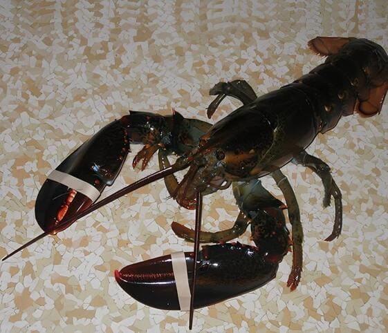 Lobster Lobster