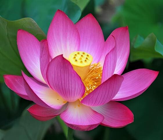 Lotus