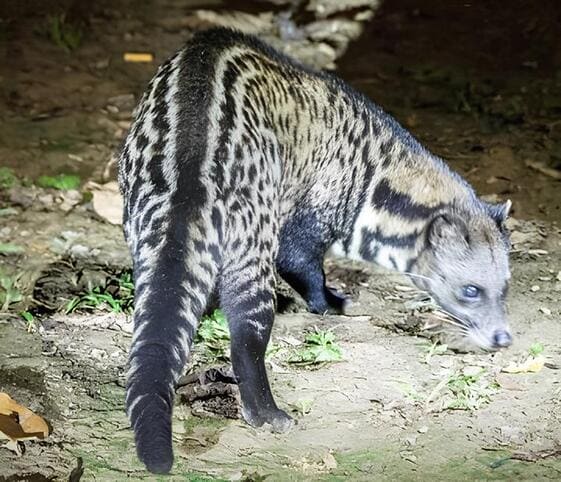 Malayan Civet