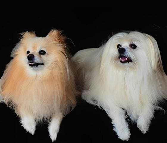 Maltese Dog