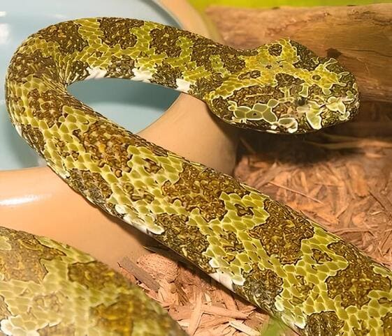 Mang Mountain Pit Viper Mang Mountain Pit Viper