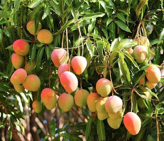 Mango Tree
