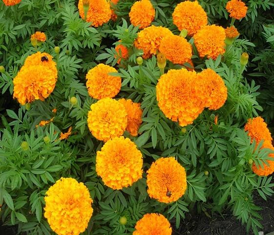 Marigold