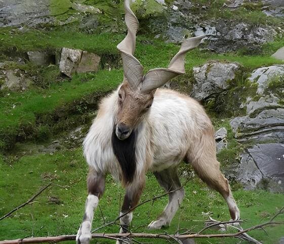 Markhor