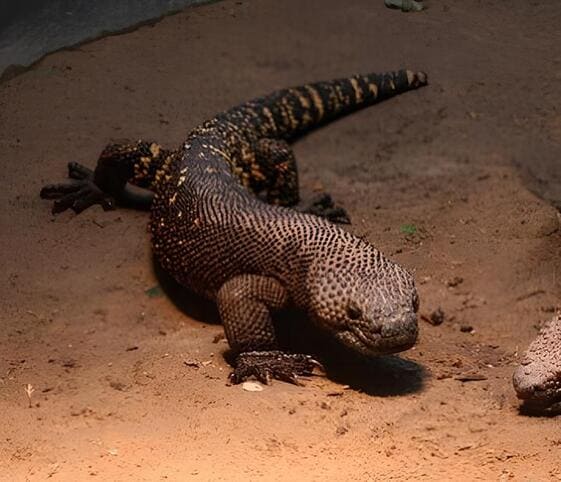 Mexican Beaded Lizard Mexican Beaded Lizard