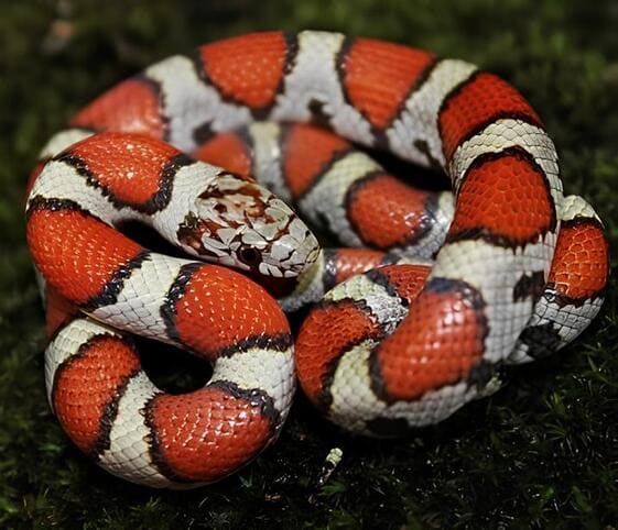Milk Snake Milk Snake