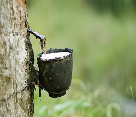 Milk or Juice of Tree