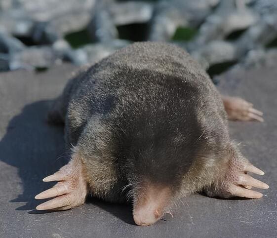 Mole