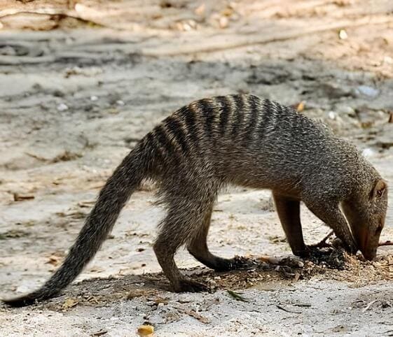 Mongoose