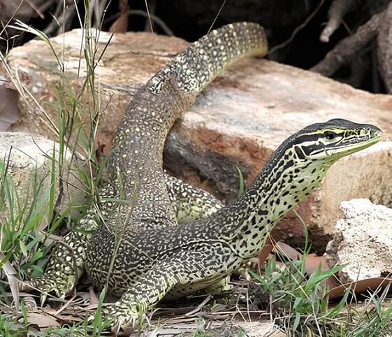 Monitor Lizard Monitor Lizard