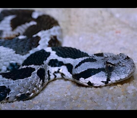 Moorish Viper Moorish Viper