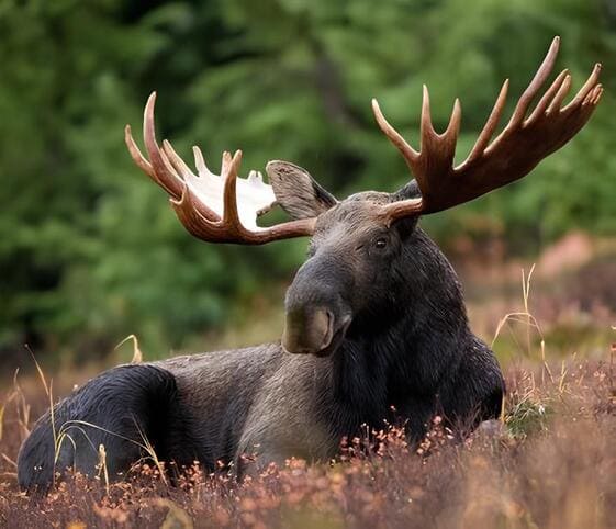 Moose