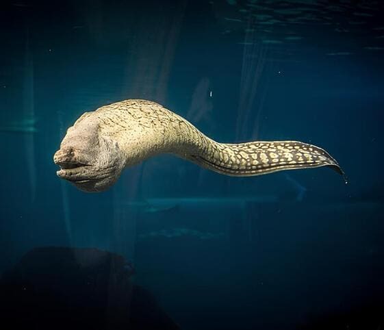 Moray Eel Moray Eel