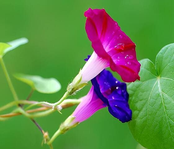 Morning Glory
