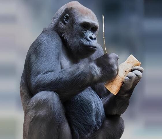 Mountain Gorilla