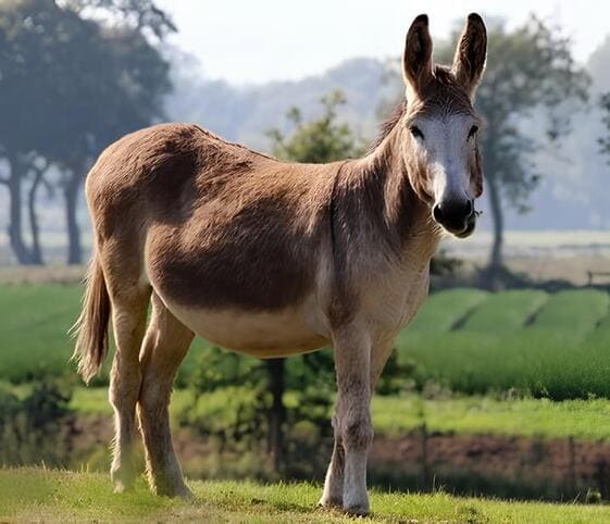 Mule