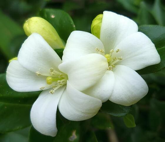 Murraya Flower