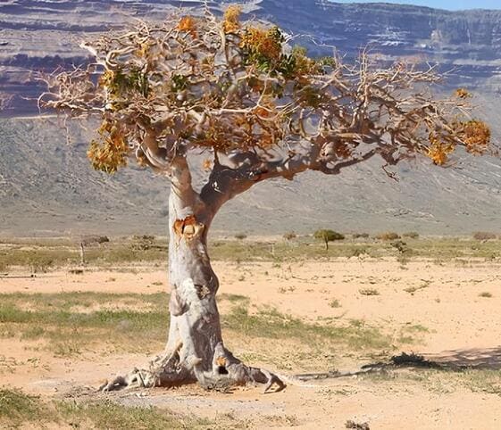 Myrrh Tree