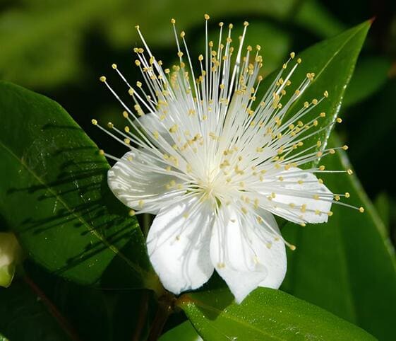 Myrtle Flower