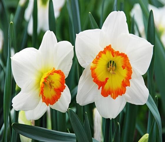 Narcissus