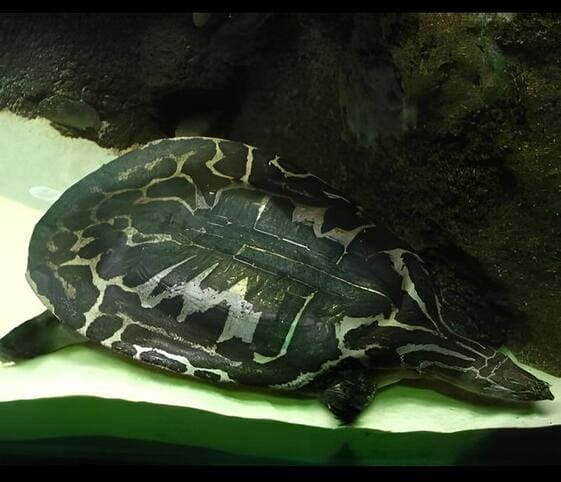 Narrow-headed Softshell Turtle Narrow-headed Softshell Turtle