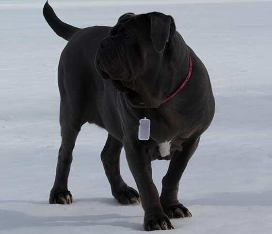 Neapolitan Mastiff