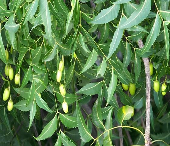 Neem Tree