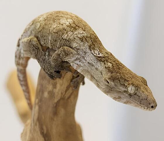 New Caledonian Giant Gecko New Caledonian Giant Gecko