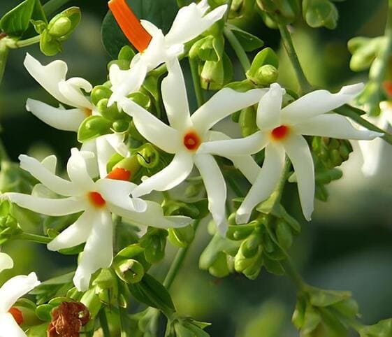 Night Flowering Jasmine