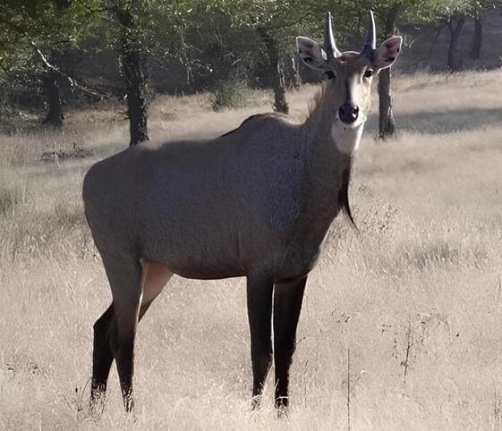 Nilgai