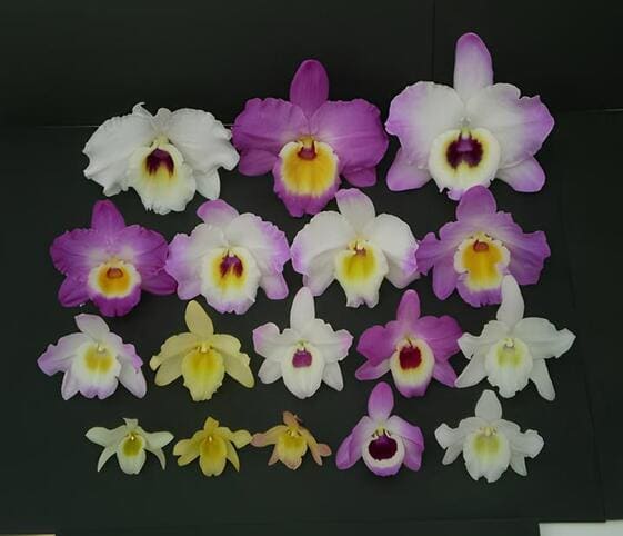 Nobile Orchid Flowers