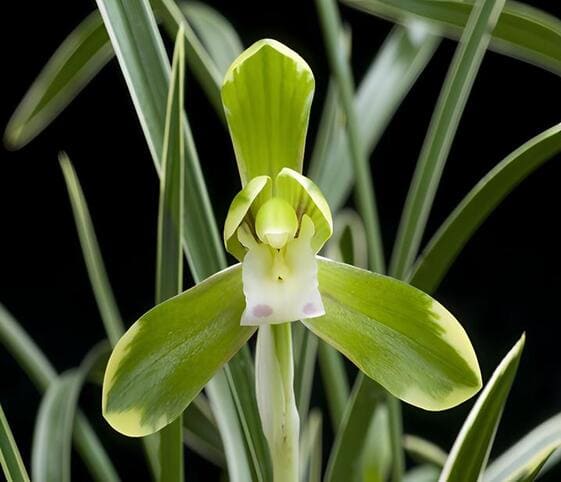 Nobile Orchid