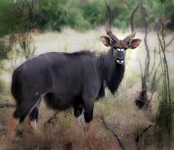 Nyala
