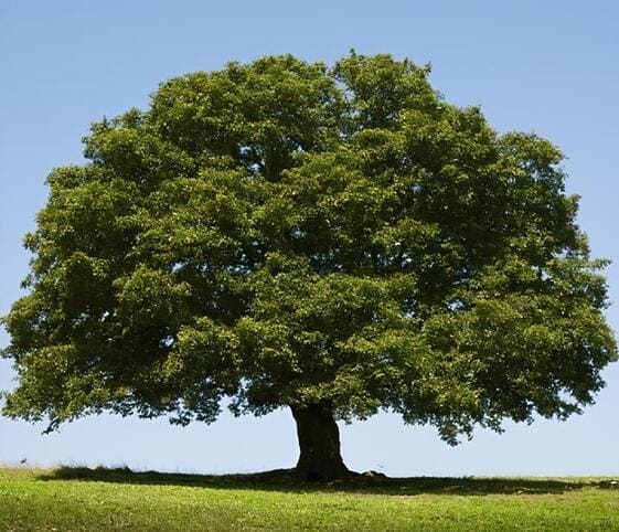 Oak Tree