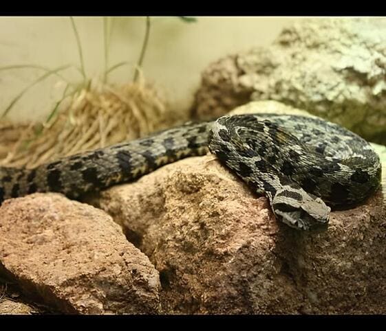 Gharial Gharial