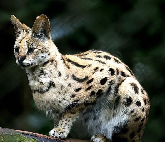 Ocelot or Bobcat
