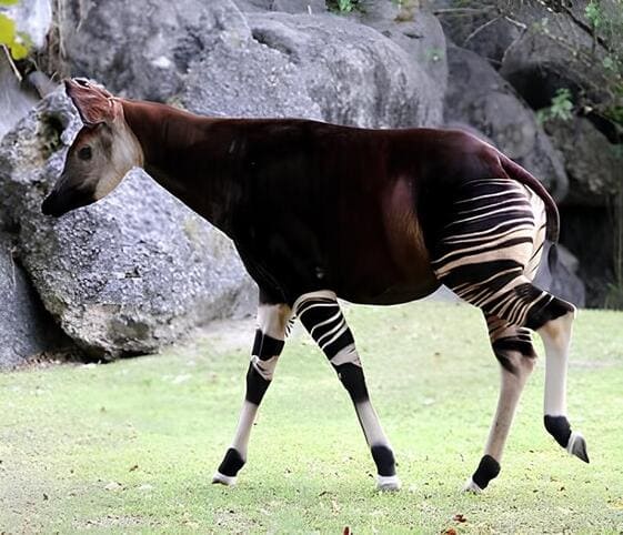 Okapi
