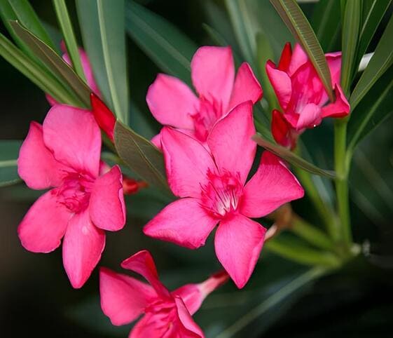 Oleander Flower