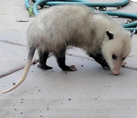 Opossum