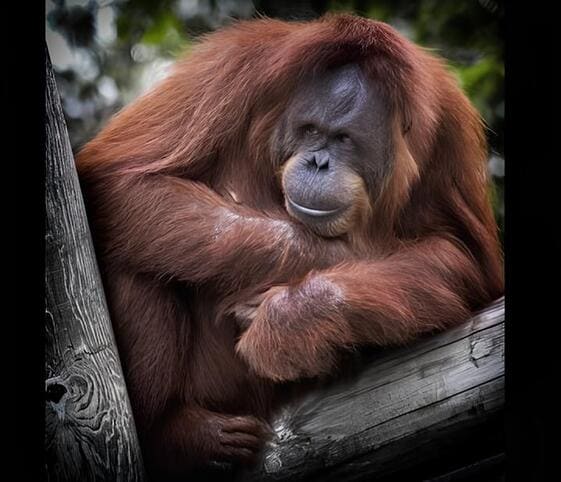 Orang Utan