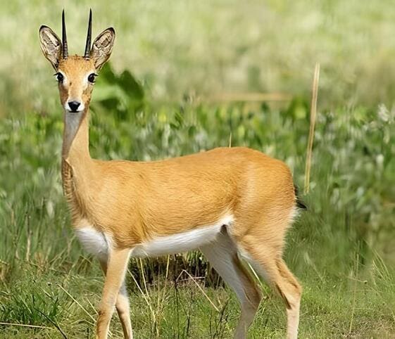 Oribi