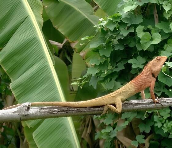 Oriental Garden Lizard Oriental Garden Lizard