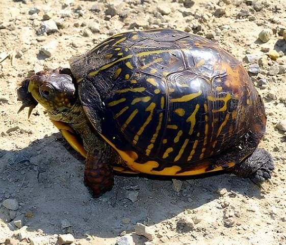 Ornate Box Turtle Ornate Box Turtle