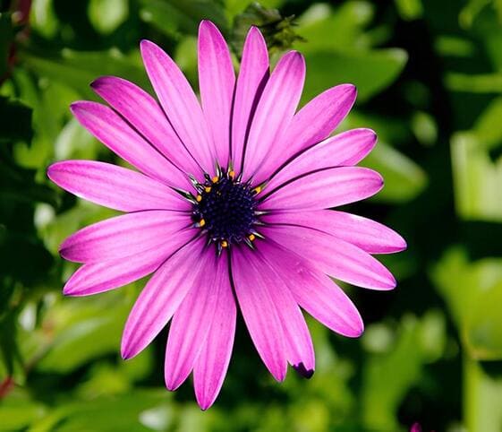 Osteospermum Flower